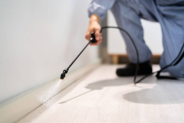 Licensed Ant Control service in Auberry, CA - Nex Pest Control